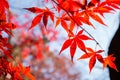 Beautiful Red Japanese maple tree leaves on autumn. Royalty Free Stock Photo