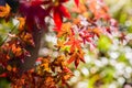 Beautiful Red Japanese maple tree leaves on autumn. Royalty Free Stock Photo