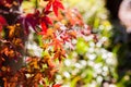 Beautiful Red Japanese maple tree leaves on autumn. Royalty Free Stock Photo