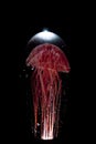 Beautiful red jellyfish on black background. Royalty Free Stock Photo