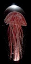 Beautiful red jellyfish on black background. Royalty Free Stock Photo