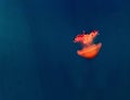 Beautiful, red jellyfish swim alone close-up. Oceanarium, aquarium Royalty Free Stock Photo