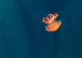 Beautiful, red jellyfish swim alone close-up. Oceanarium, aquarium Royalty Free Stock Photo