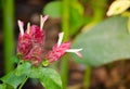 Beautiful red Justicia brandegeana flower or Red Shrimp Plant in a spring season at a botanical garden.