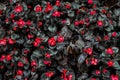 Beautiful red Kalanchoe Is a short shrub for arranging the garden