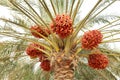 Beautiful red khalal dates in a tree Royalty Free Stock Photo