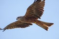Beautiful red kite bird of prey in flight feeding on the wing.