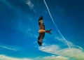 Beautiful red kite flying high against a blue cloudy sky Royalty Free Stock Photo