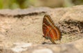 Beautiful Red Lacewing butterfly eat mineral in nature