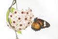 Beautiful the Red Lacewing Tropical butterfly Cethosia biblis on a beautiful white flower . Bright butterfly with orange wings Royalty Free Stock Photo