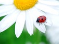 Beautiful red lady bug on a white daisy flower