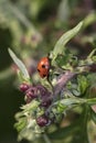 Beautiful red ladybug with black dots on the bush Royalty Free Stock Photo