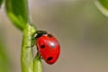 Beautiful red ladybug crawling on a green leaf