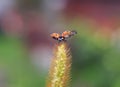 Beautiful red ladybug flies up from a blade of grass in a summe