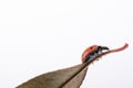 Beautiful red ladybug walking on a dry leaf Royalty Free Stock Photo