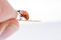 Beautiful red ladybug walking on a hand Royalty Free Stock Photo