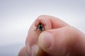 Beautiful red ladybug walking on a hand Royalty Free Stock Photo