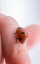 Beautiful red ladybug walking on a hand Royalty Free Stock Photo