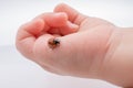 Beautiful red ladybug walking on a hand Royalty Free Stock Photo