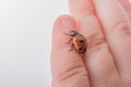 Beautiful red ladybug walking on a hand Royalty Free Stock Photo