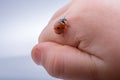 Beautiful red ladybug walking on a hand Royalty Free Stock Photo