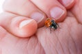 Beautiful red ladybug walking on a hand Royalty Free Stock Photo