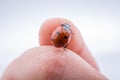 Beautiful red ladybug walking on a hand Royalty Free Stock Photo