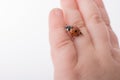 Beautiful red ladybug walking on a hand Royalty Free Stock Photo