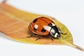Beautiful red ladybug on a yellow leaf isolated on white background Royalty Free Stock Photo