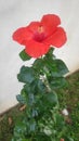 Beautiful Red Large Hibiscus flower with green leaves on the white background