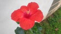 Beautiful Red Large Hibiscus flower with green leaves on the white background