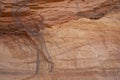 Beautiful red layered Sandstone cliff texture surface with tree roots