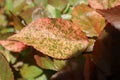 Beautiful red leaf with colorful spots. Unique textured leaves Royalty Free Stock Photo