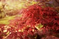 beautiful red leaf of a japanese maple tree - autumnal colors Royalty Free Stock Photo