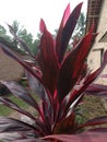 beautiful red leaf ornamental plant
