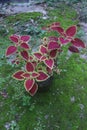 Beautiful red leaf  plant in garden Royalty Free Stock Photo