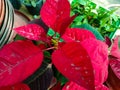 Beautiful red leaf plant growing in port Royalty Free Stock Photo