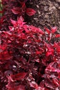 Beautiful red leaf plants in the kodaikanal bryant park. Royalty Free Stock Photo