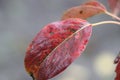 A beautiful red leaf. Rainy weather. On the last breath of life. Autumn orchard