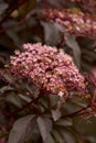 Beautiful red leaf tree texture with blooming flowers Royalty Free Stock Photo