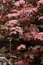 Beautiful red leaf tree texture with blooming flowers Royalty Free Stock Photo