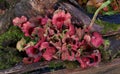 Beautiful red leaved pitcher plant with stunning foliage in winter