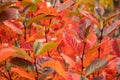 A beautiful red leaves of the aronia bush in autumn. Bright natural pattern in the garden.