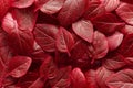 Beautiful red leaves background. Leafs texture, texture of green plant, basil leaves background.