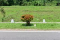 A beautiful red leaves bearing Syzygium Oleana tree in a roadside