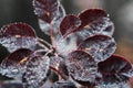 Beautiful red leaves of a bush in drops of dew and ice close-up, abstract natural background and texture Royalty Free Stock Photo