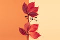 Beautiful  red leaves with dark berries on a peach pastel and orange background. Autumn colors Royalty Free Stock Photo