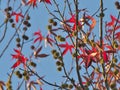 Beautiful red leaves and fruits of American sweetgum, Liquidambar styraciflua,American storax,ha