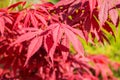 Beautiful red leaves of the Japanese maple or Acer japonicum on a sunny day. Ornamental trees and shrubs with red leaves for Royalty Free Stock Photo