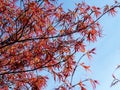 Beautiful red Japanese maple leaves against a blue sky Royalty Free Stock Photo